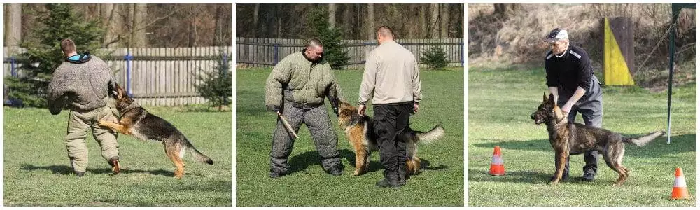 kynologická organizace Havířov-Bludovice