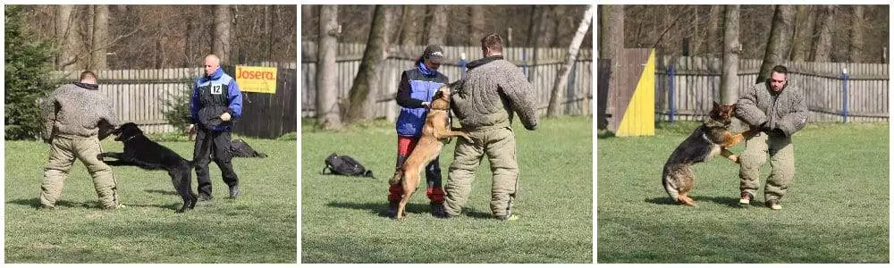 kynologická organizace Havířov-Bludovice