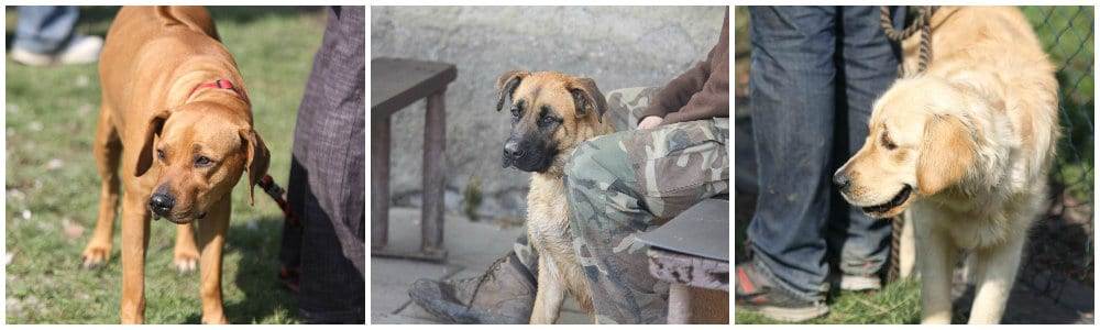 kynologická organizace Havířov-Bludovice